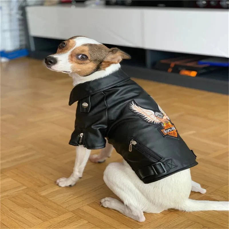 Blouson Cuir pour Chien