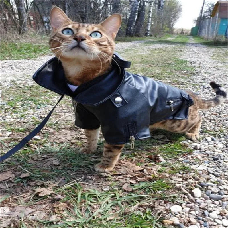 Blouson Cuir pour Chien