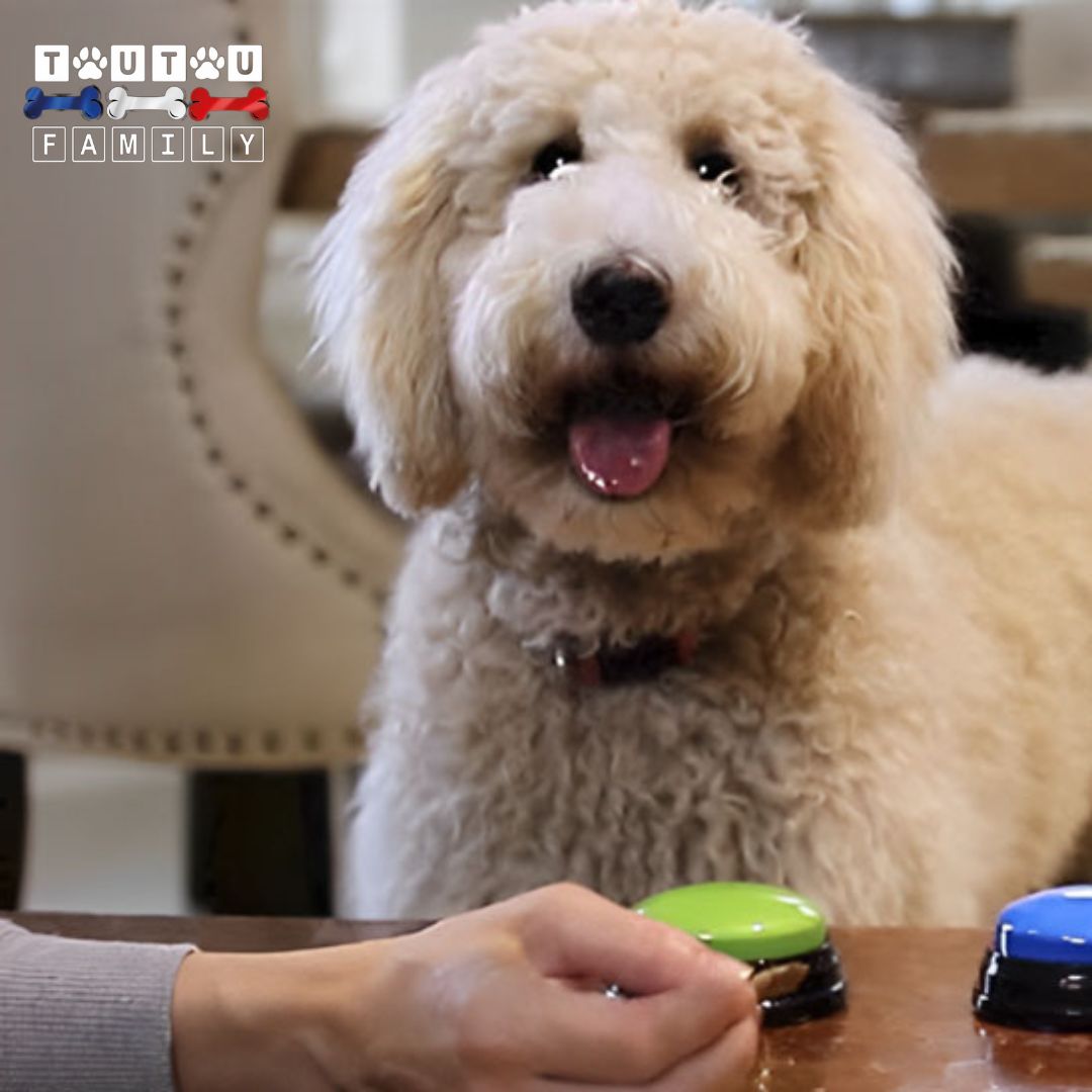 Bouton de communication chien - BuzzerToutou™