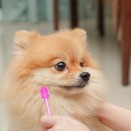 Brosse à dent chien - Mordisoin™