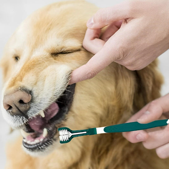 BROSSE A DENT CHIEN - TRIDENT™