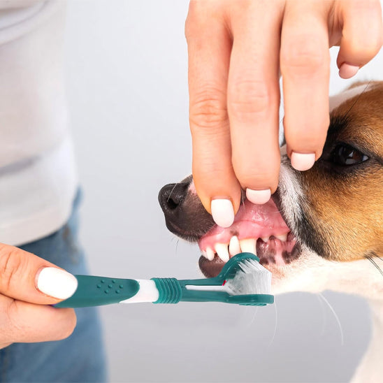 BROSSE A DENT CHIEN - TRIDENT™