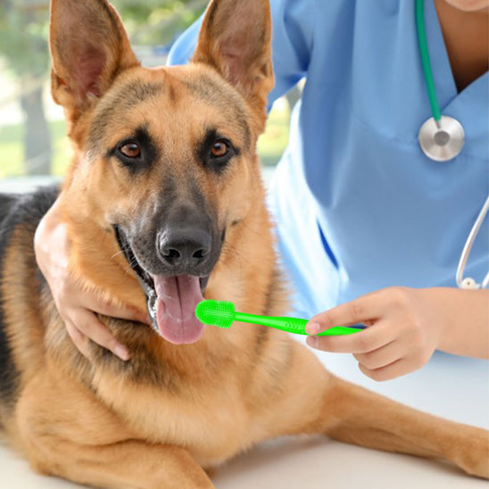 brosse-a-dent-chien-vert-ideal