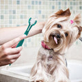 brosse-a-dent-chien-vert