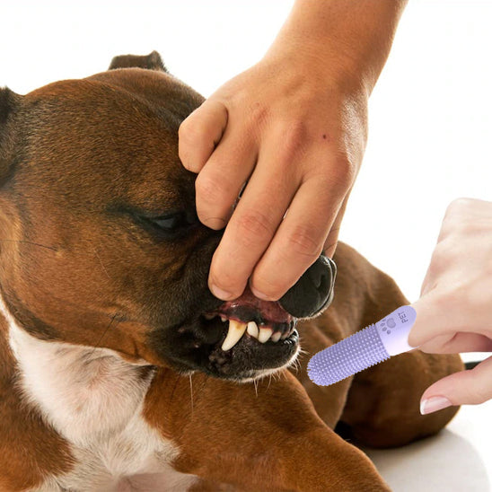 Brosse a dent pour chien - Denticlean™