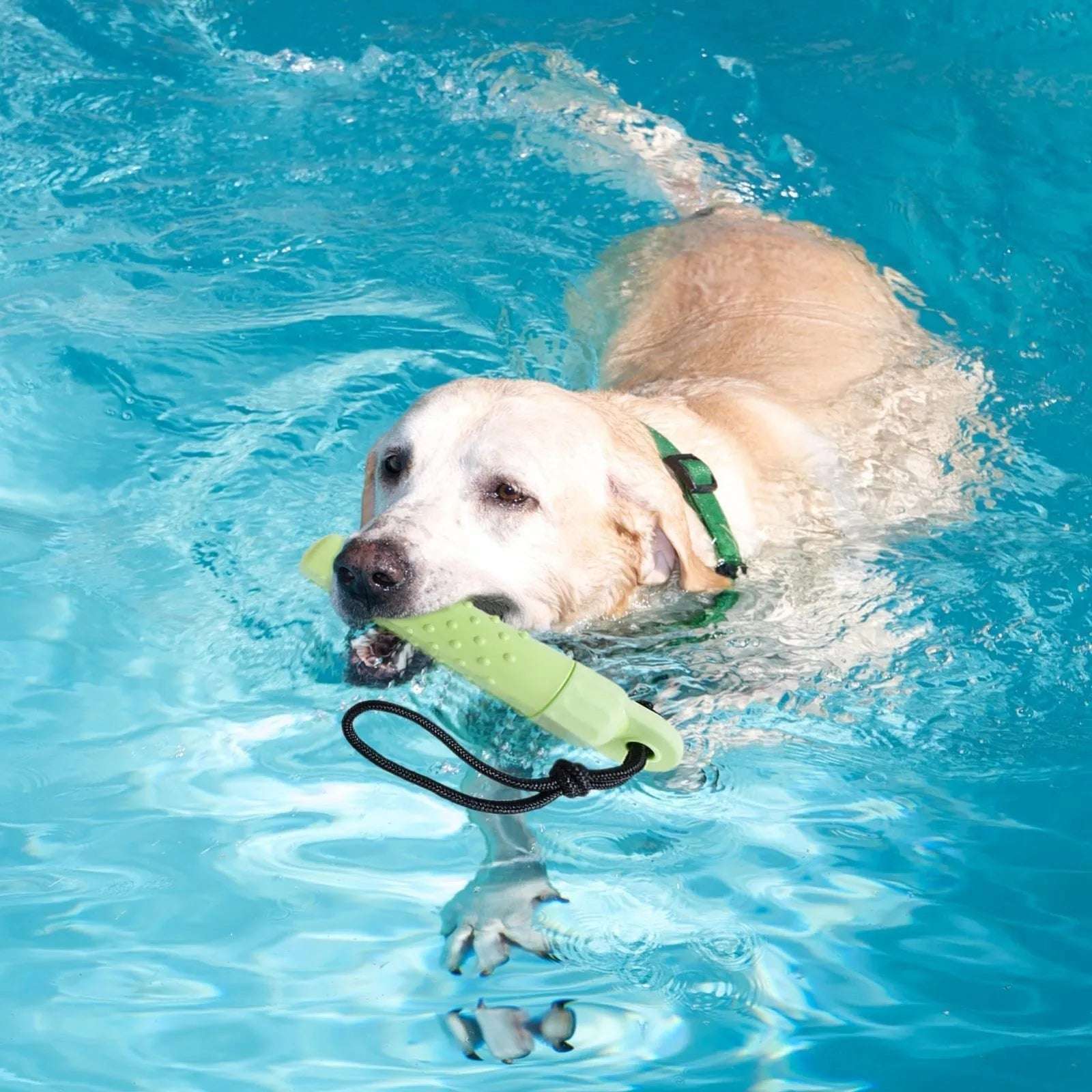 Bumper Flottant Chien Résistant Vert