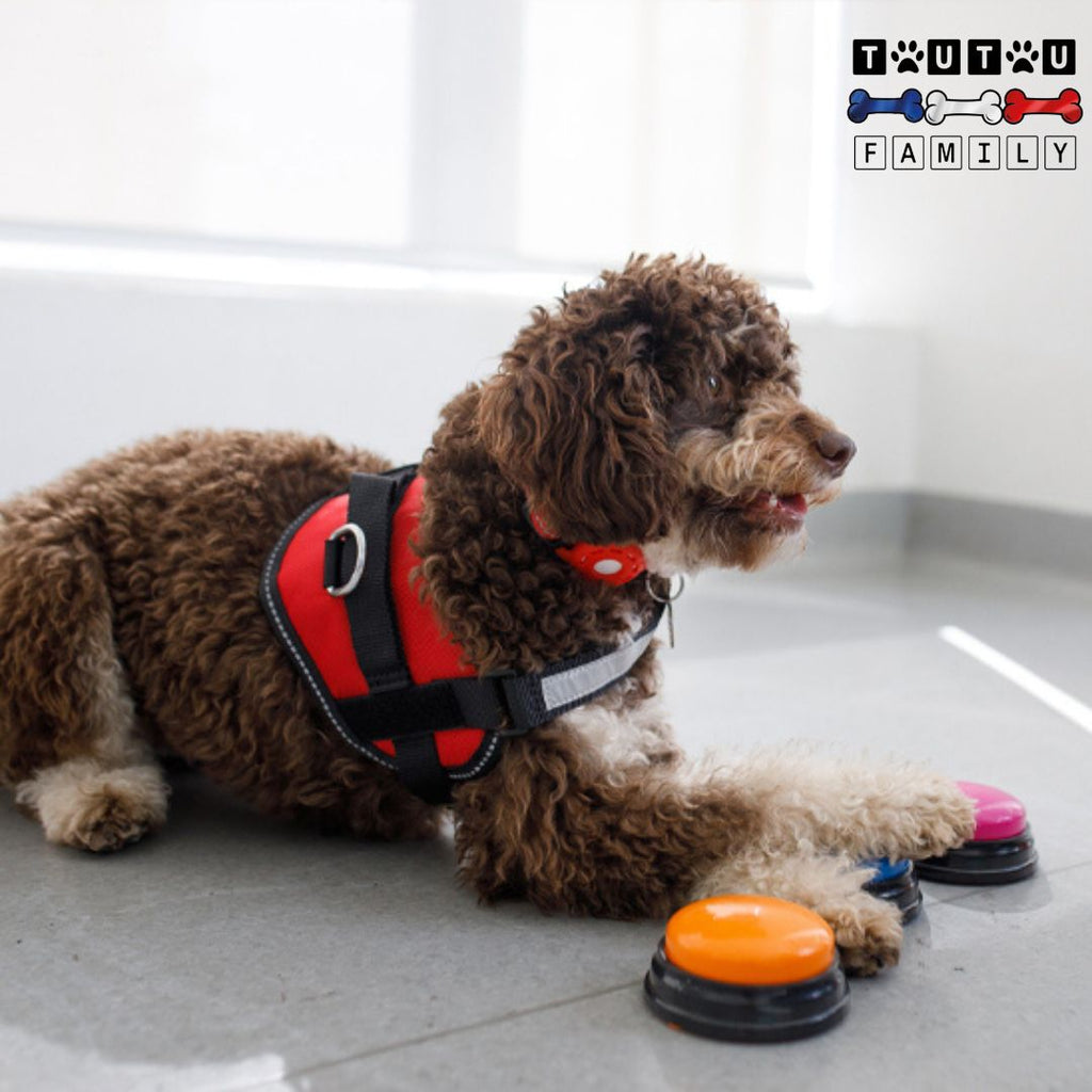 Buzzer pour chien - BoutonToutou™