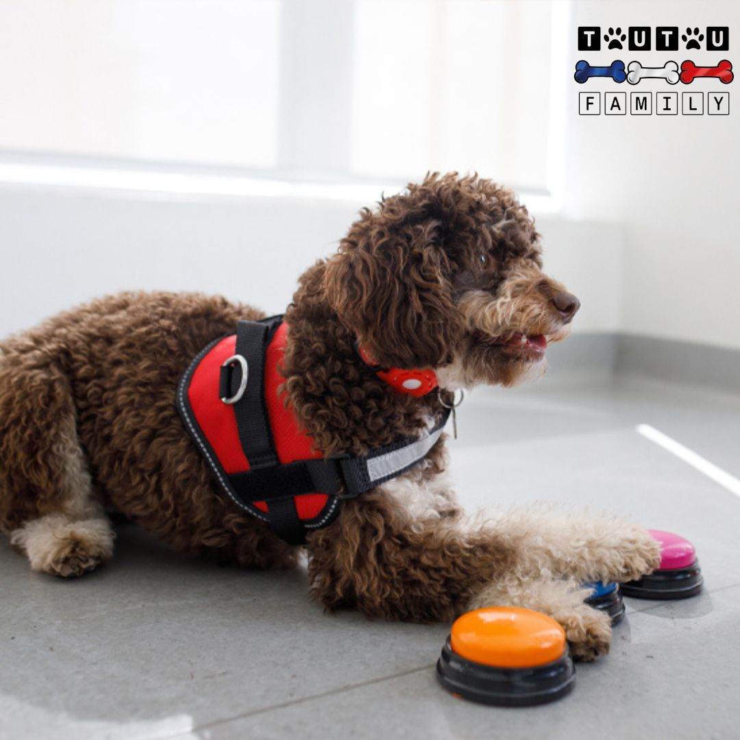 Buzzer pour chien - BoutonToutou™