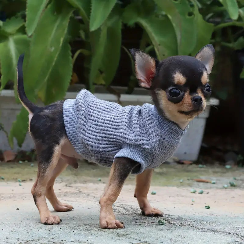 Sweat Chihuahua