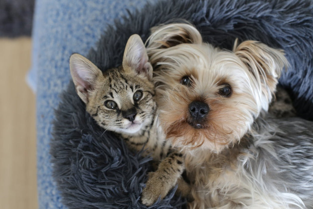 Carte Cadeau Oscar Et Plume - Accessoires Design Chien Et Chat