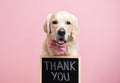 Chien Golden Retriever avec noeud papillon rose tenant une carte cadeau Oscar et Plume sur fond rose