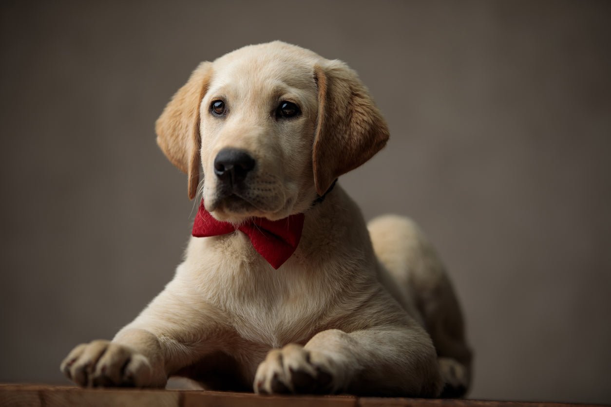 Carte Cadeau Oscar Et Plume - Accessoires Design Chien Et Chat