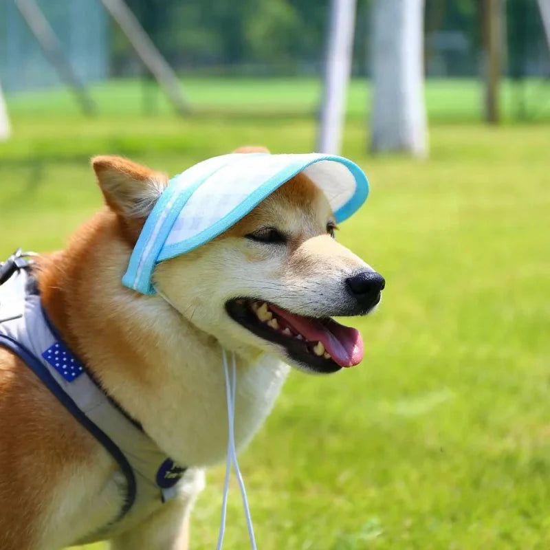Casquette Plate Chien