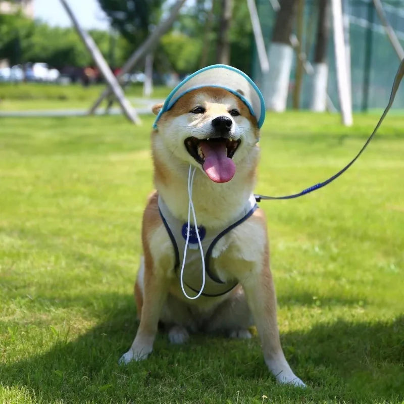 Casquette Plate Chien