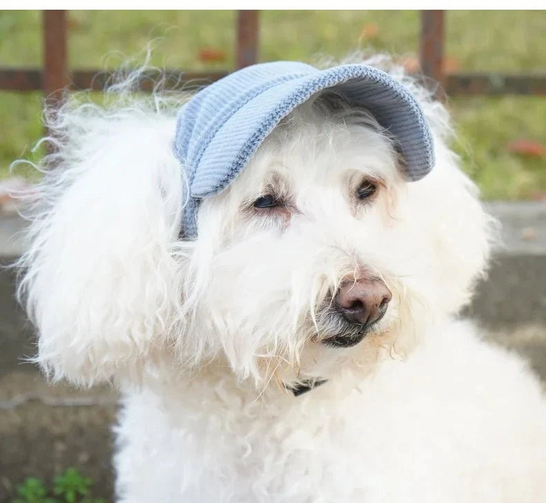 Casquette pour Chien Moyen