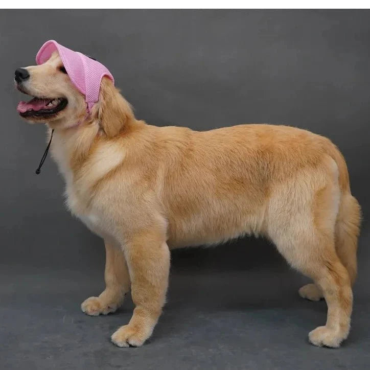 Casquette pour Golden & Grand Chien