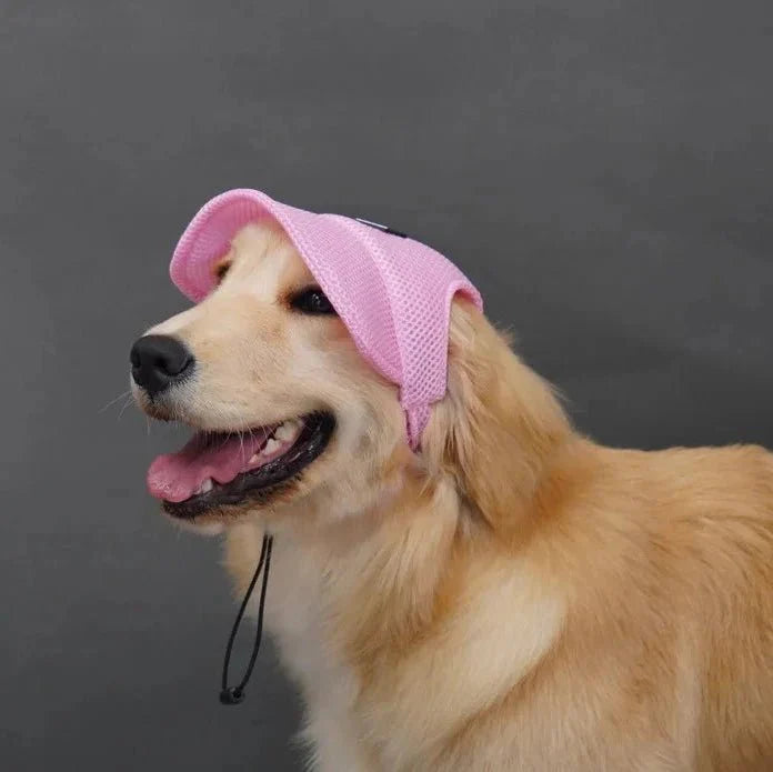 Casquette pour Golden & Grand Chien