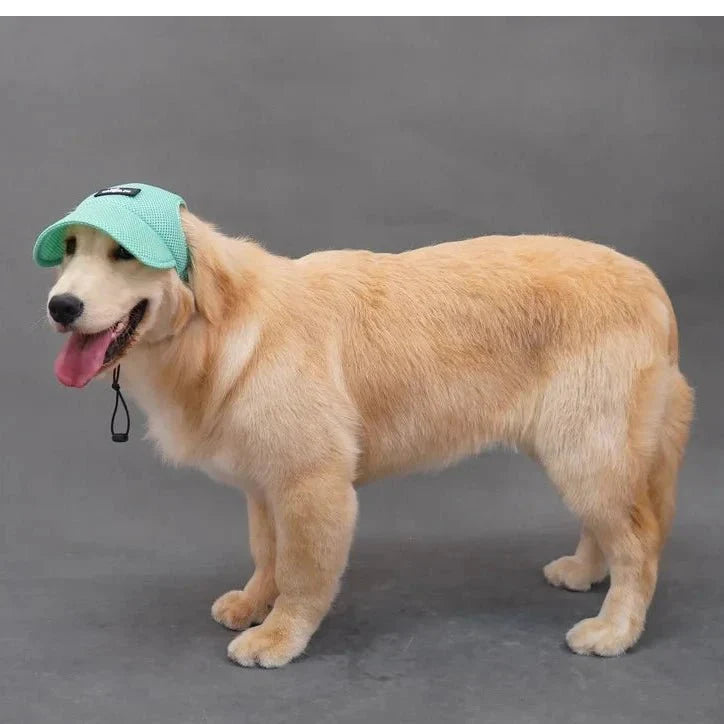 Casquette pour Golden & Grand Chien