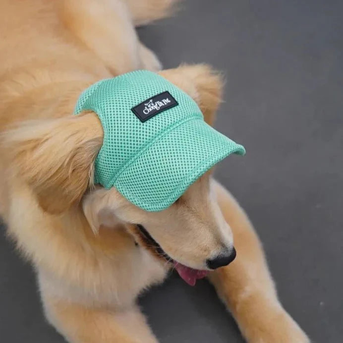 Casquette pour Golden & Grand Chien
