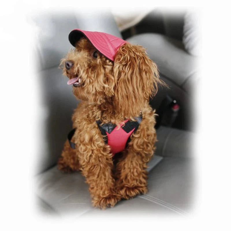 Casquette pour Golden Retriever & Moyen Chien