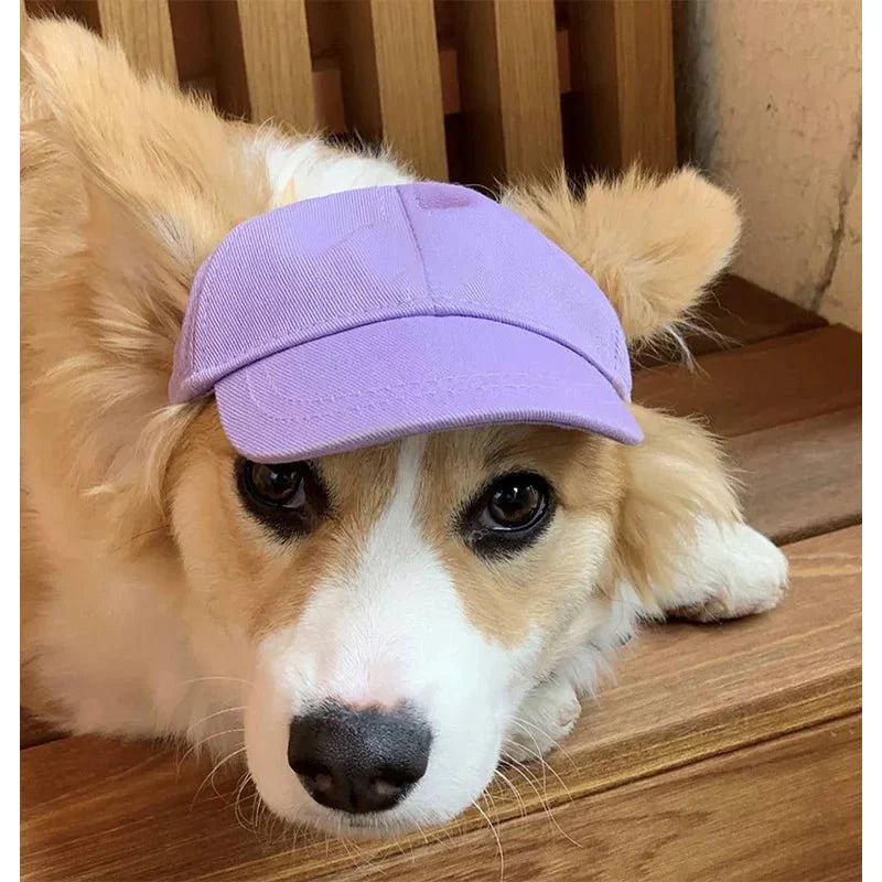 Casquette pour Teckel & Moyen Chien