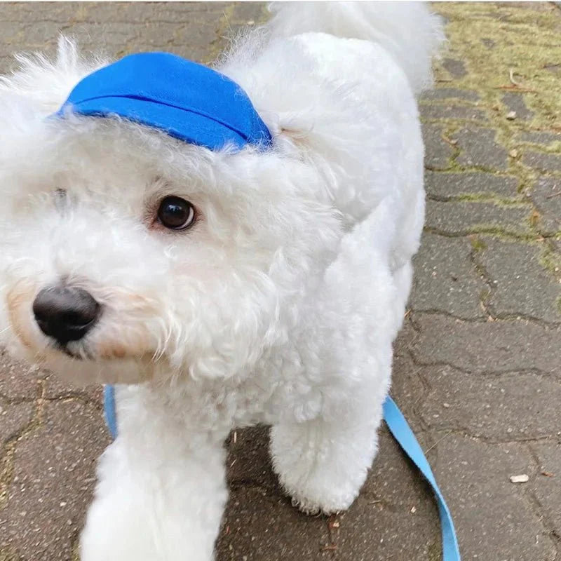 Casquette pour Teckel & Moyen Chien