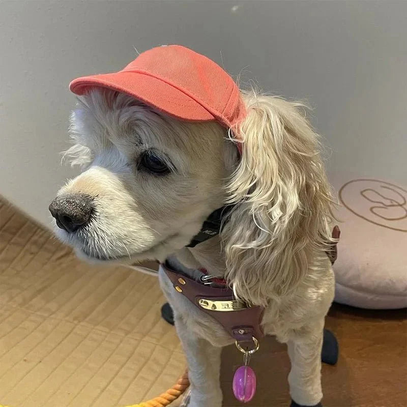 Casquette pour Teckel & Moyen Chien
