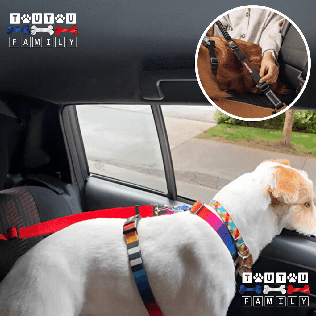 Ceinture de sécurité pour chien - CeintureToutou™