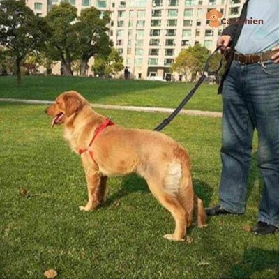 Ceinture de sécurité pour chien | PetSafe™