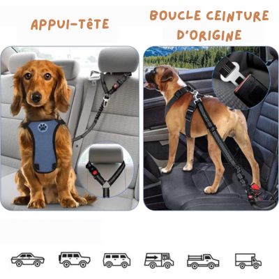 Ceinture de sécurité pour chien | PetSafe™