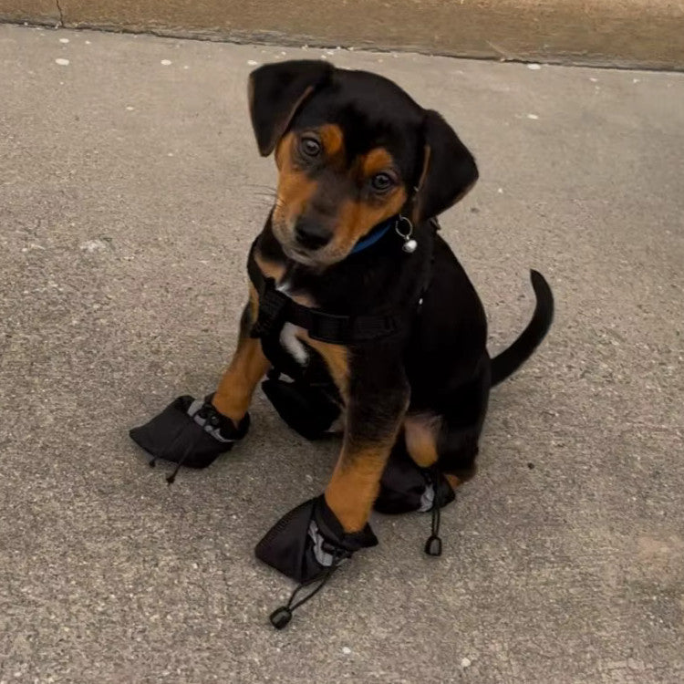 Botte de Protection pour Chien