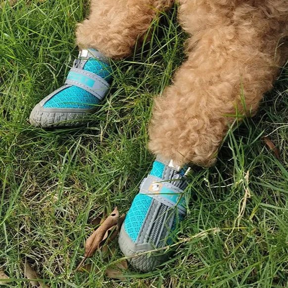 Chaussures pour Chien de Chasse / Traineau