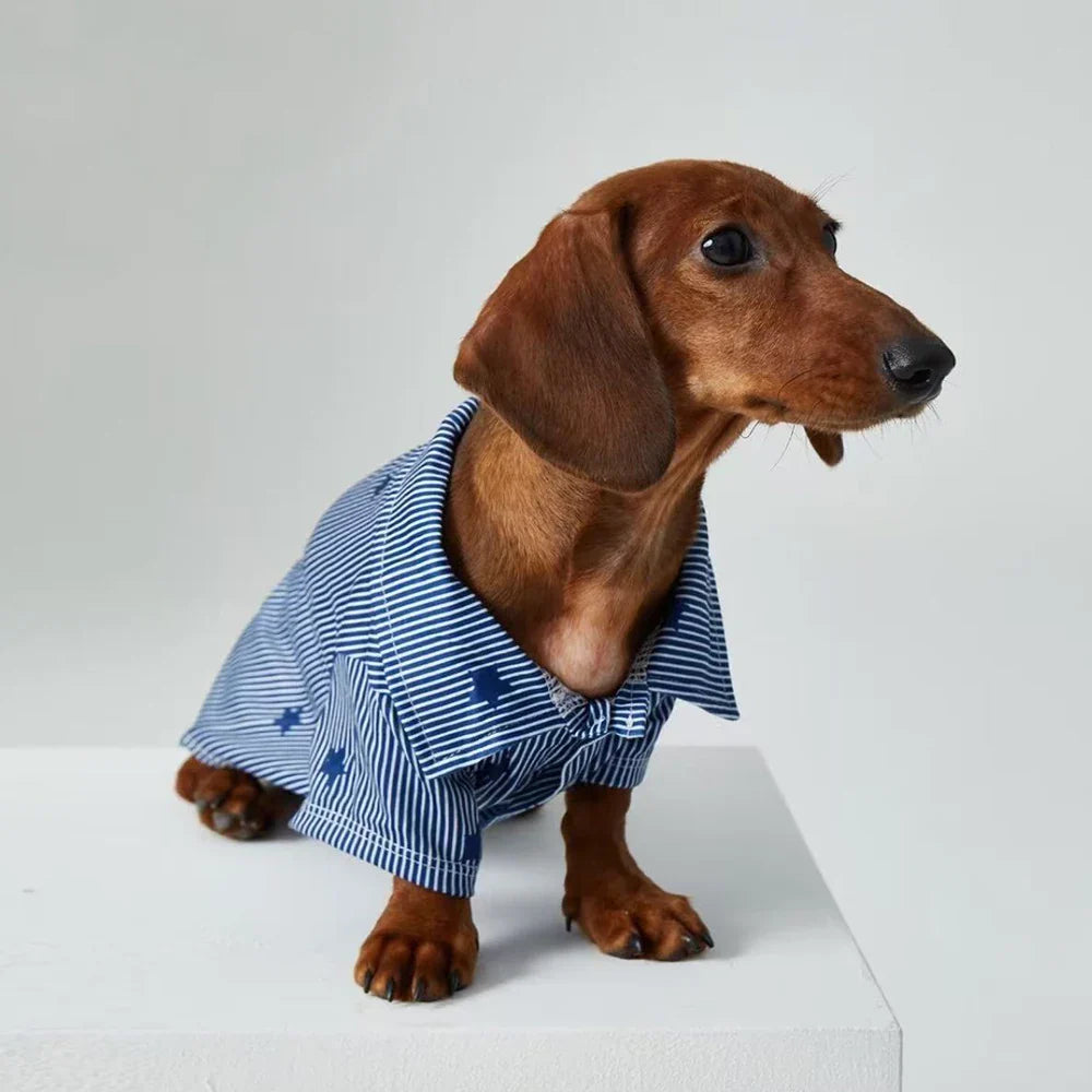 Chemise bleue teckel - Vêtement chien élégant et confortable