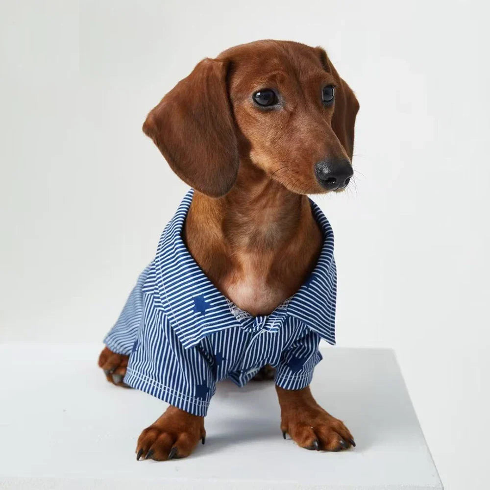 Chemise bleue teckel - Vêtement chien élégant et confortable