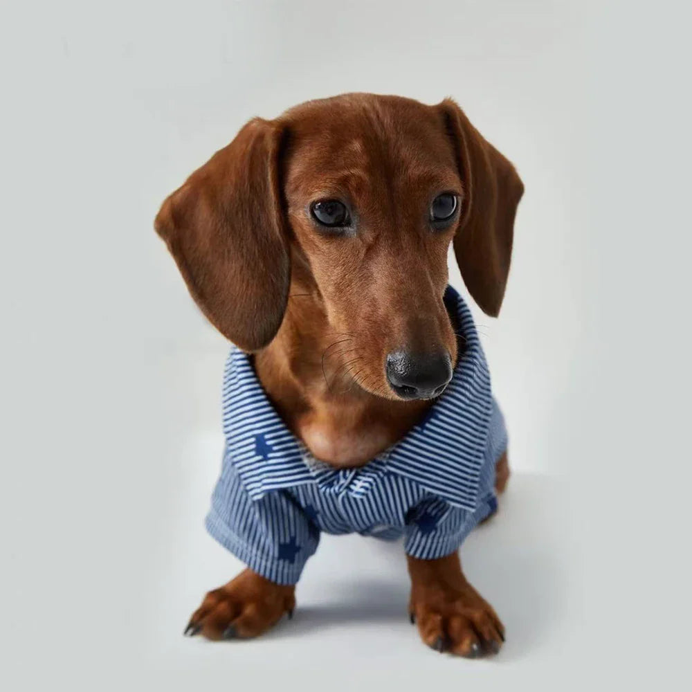 Chemise bleue teckel - Vêtement chien élégant et confortable