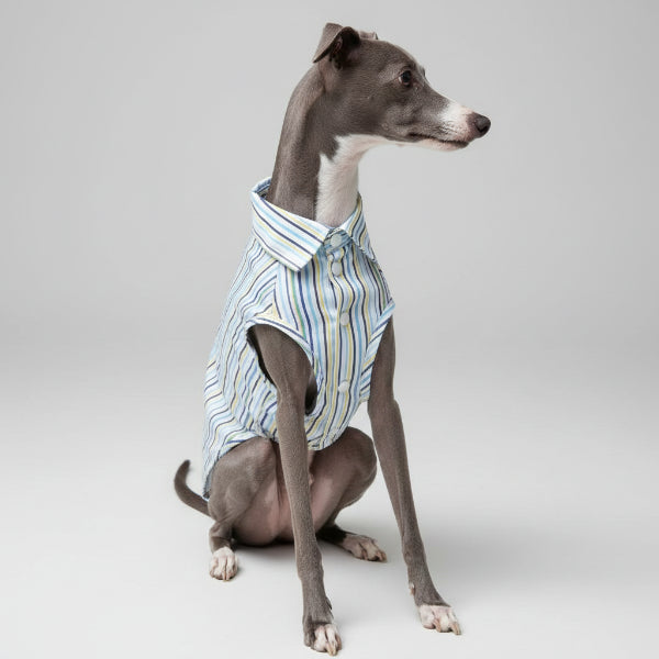 Chemise pour Whippet et lévrier rayée