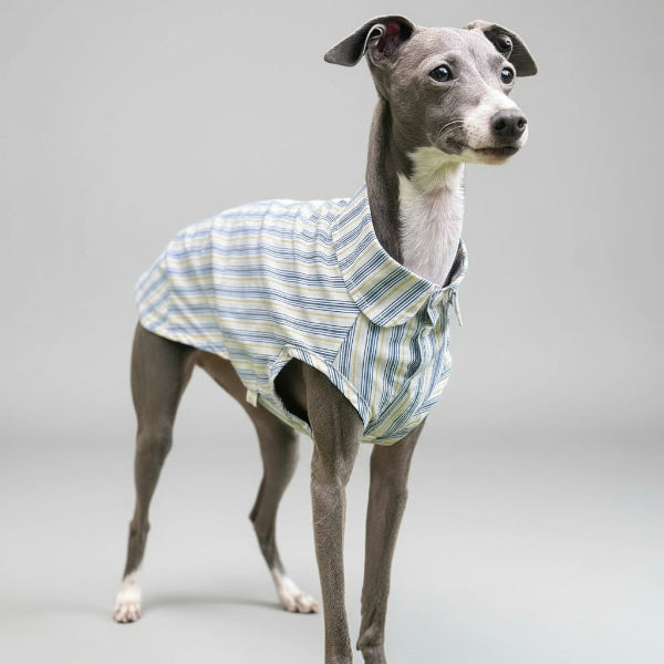 Chemise pour Whippet et lévrier rayée