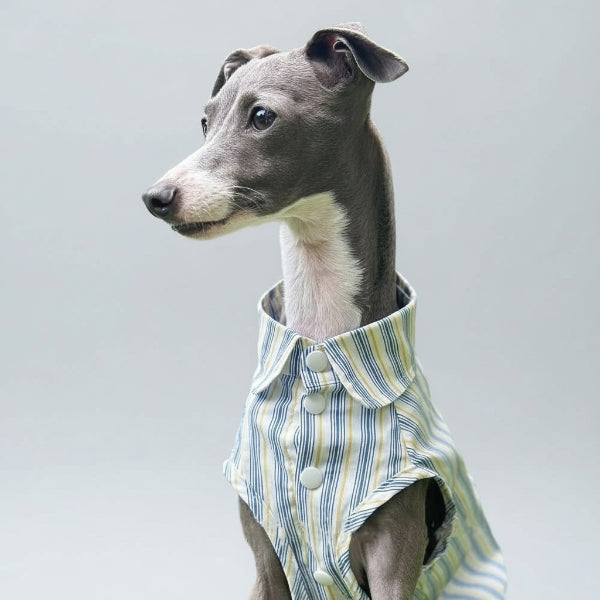 Chemise pour Whippet et lévrier rayée