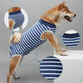 Chien portant un t-shirt post-opératoire chien rayé bleu et blanc pour protection après chirurgie
