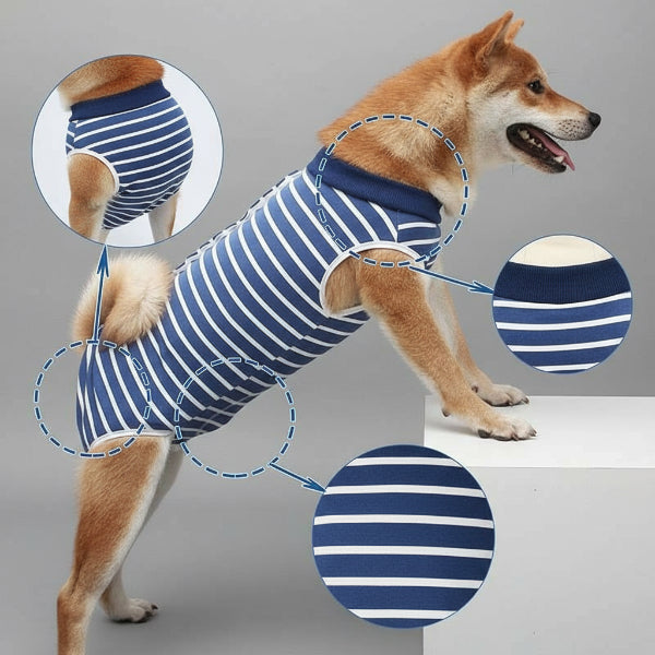 Chien portant un t-shirt post-opératoire chien rayé bleu et blanc pour protection après chirurgie
