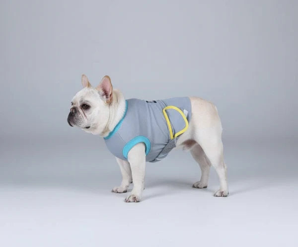 Vêtement Post-Opératoire Chien Confort Optimal