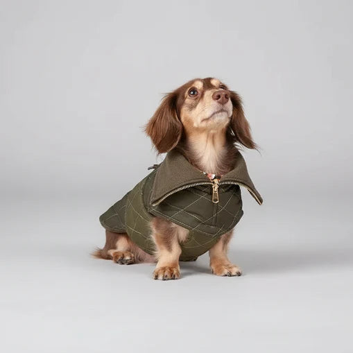 Manteau d'hiver kaki Oscar & Plume : vêtement pour teckel chaud, imperméable et réglable