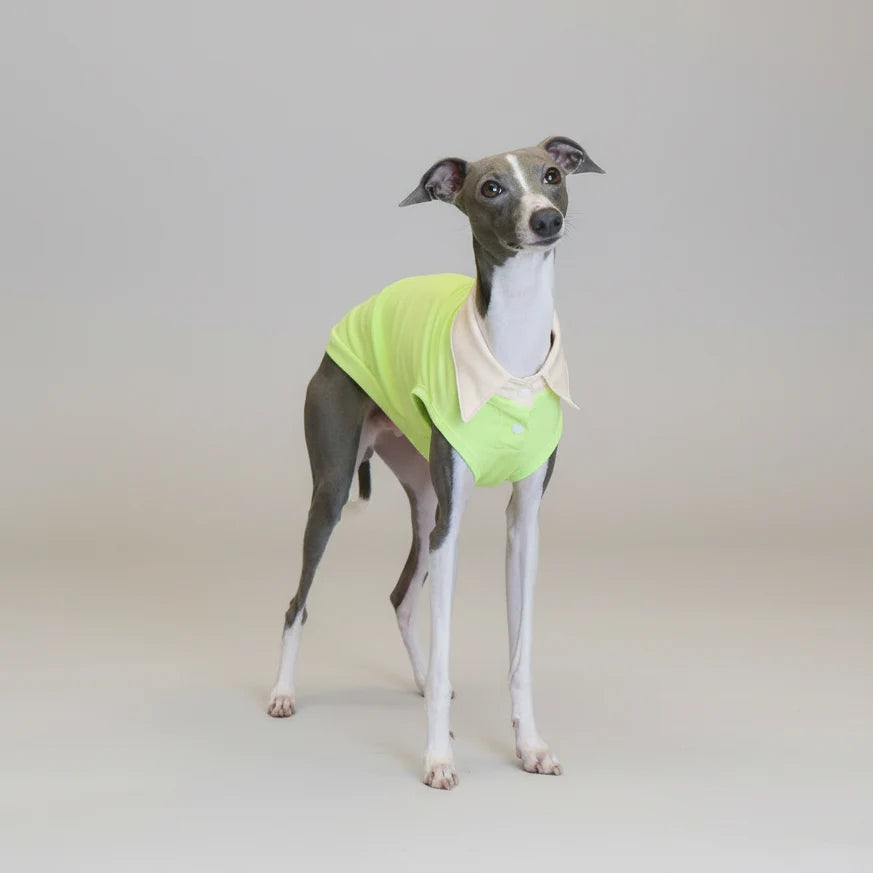 Polo Respirant Pour Chien Lévrier Italien Et Whippet