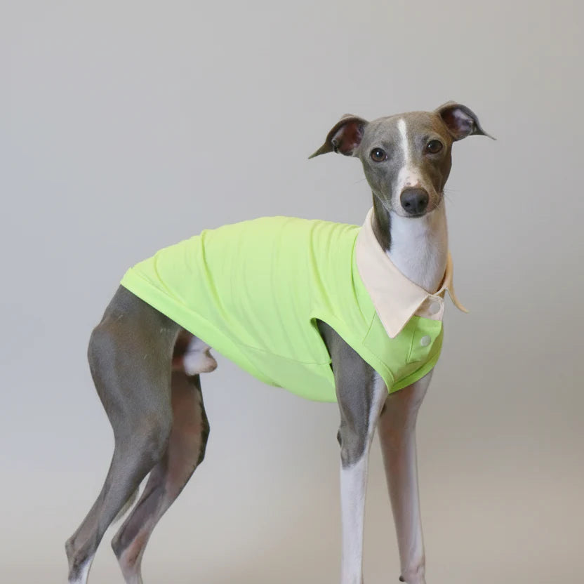 Polo Respirant Pour Chien Lévrier Italien Et Whippet