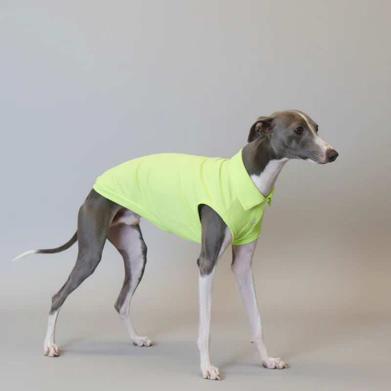 Polo Respirant Pour Chien Lévrier Italien Et Whippet