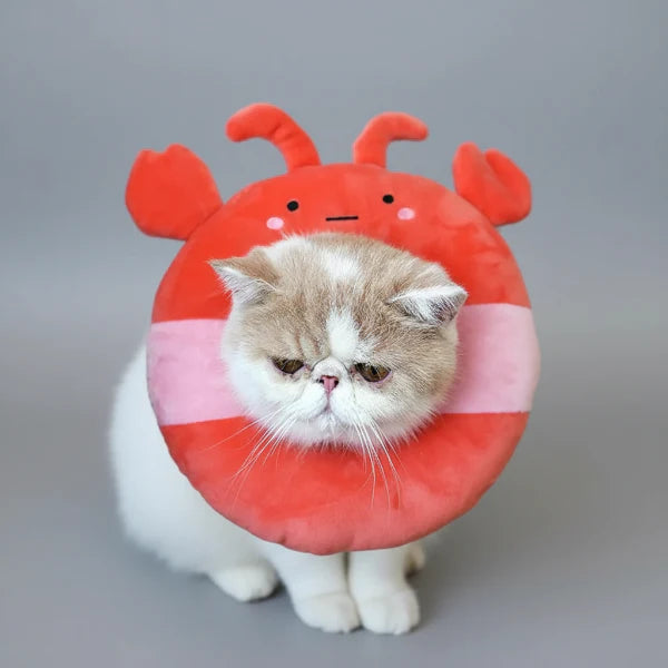Collerette Pour Chat Et Petit Chien