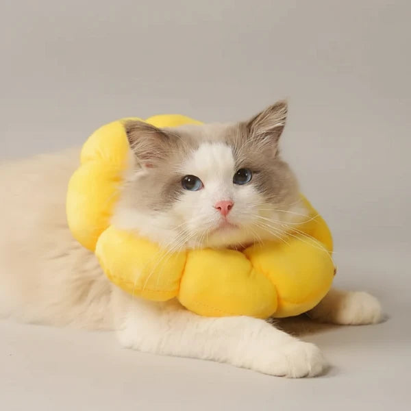 Collerette De Protection Fleur Pour Chat