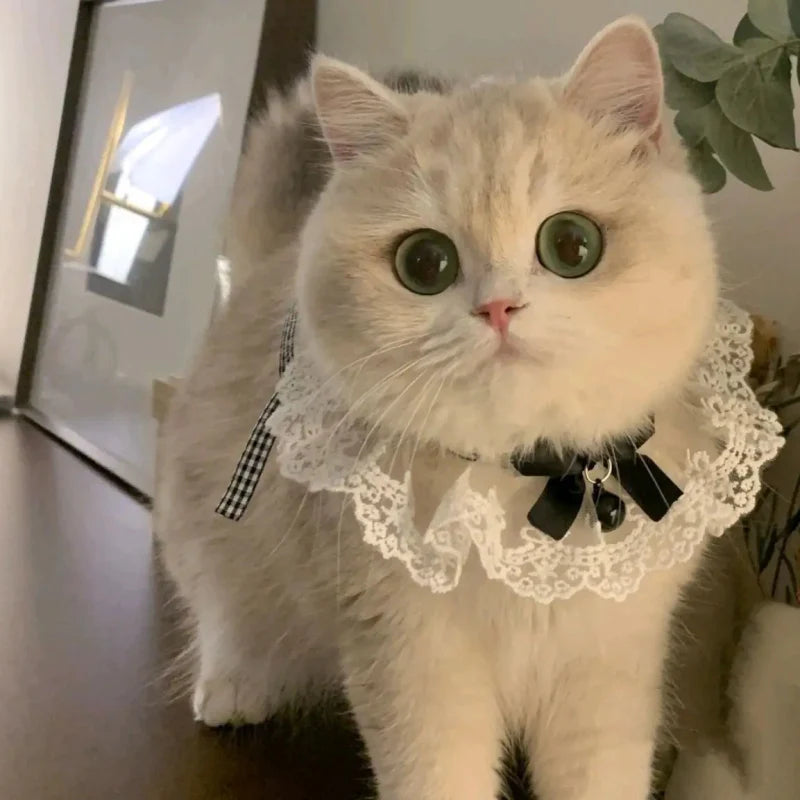 Collier Chat Noeud & Dentelle