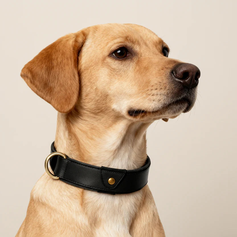 Collier En Cuir Avec Emplacement AirTag Pour Chien