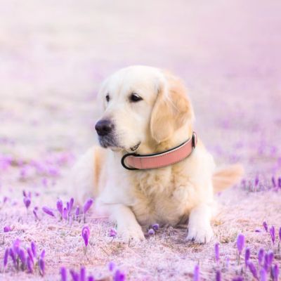 Collier Chien Cuir